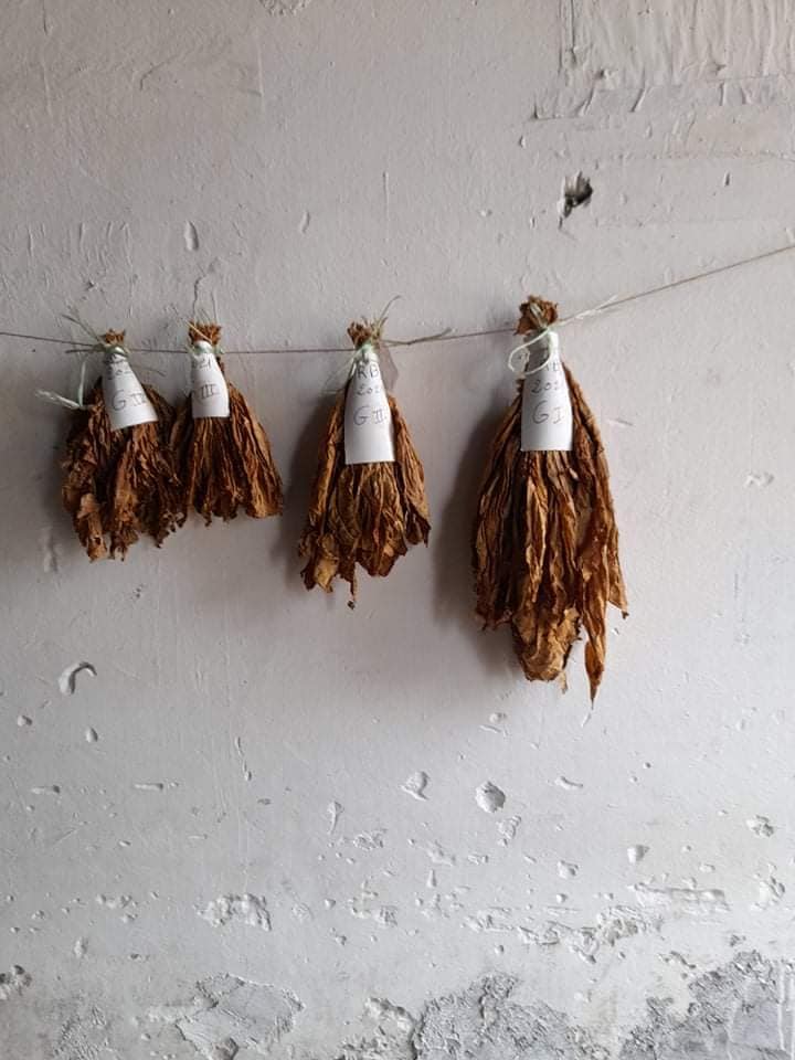 les feuilles du tabac
